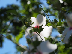 P7260046
