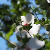 P7260046