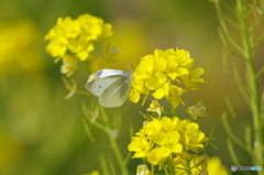 菜の花畑③