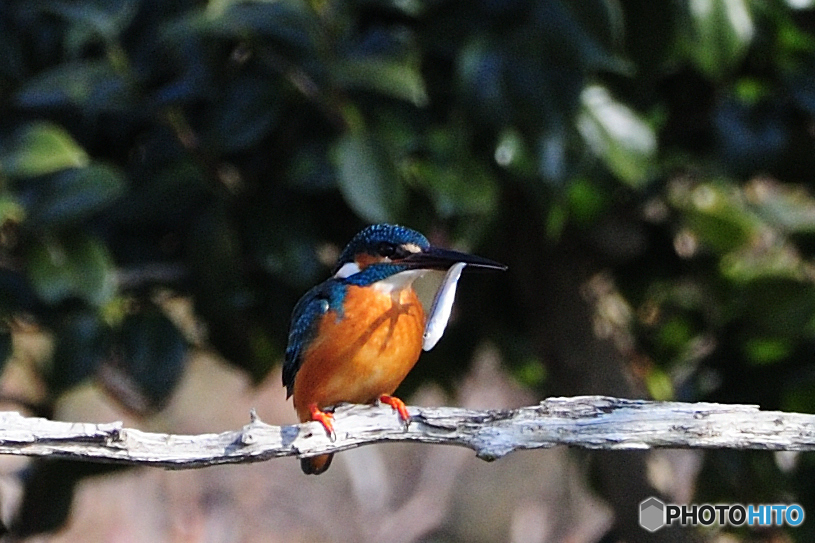 やっとこさっ！