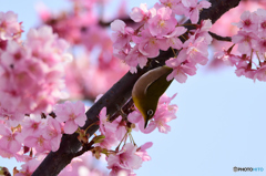 河津桜＆メジロ