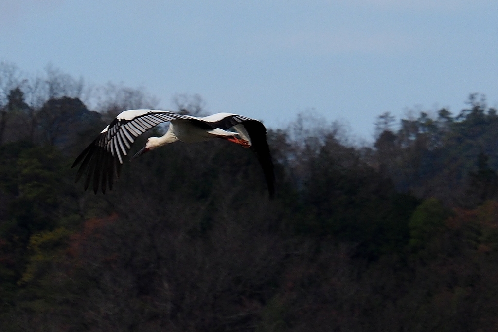コウノトリ③