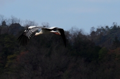 コウノトリ③