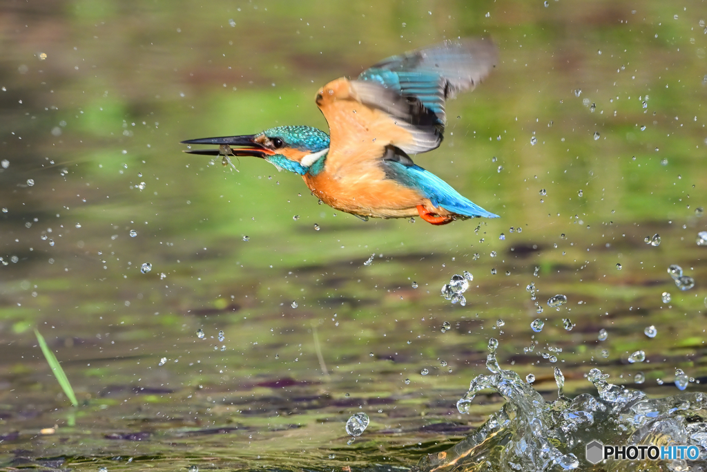 エビだったか・・・