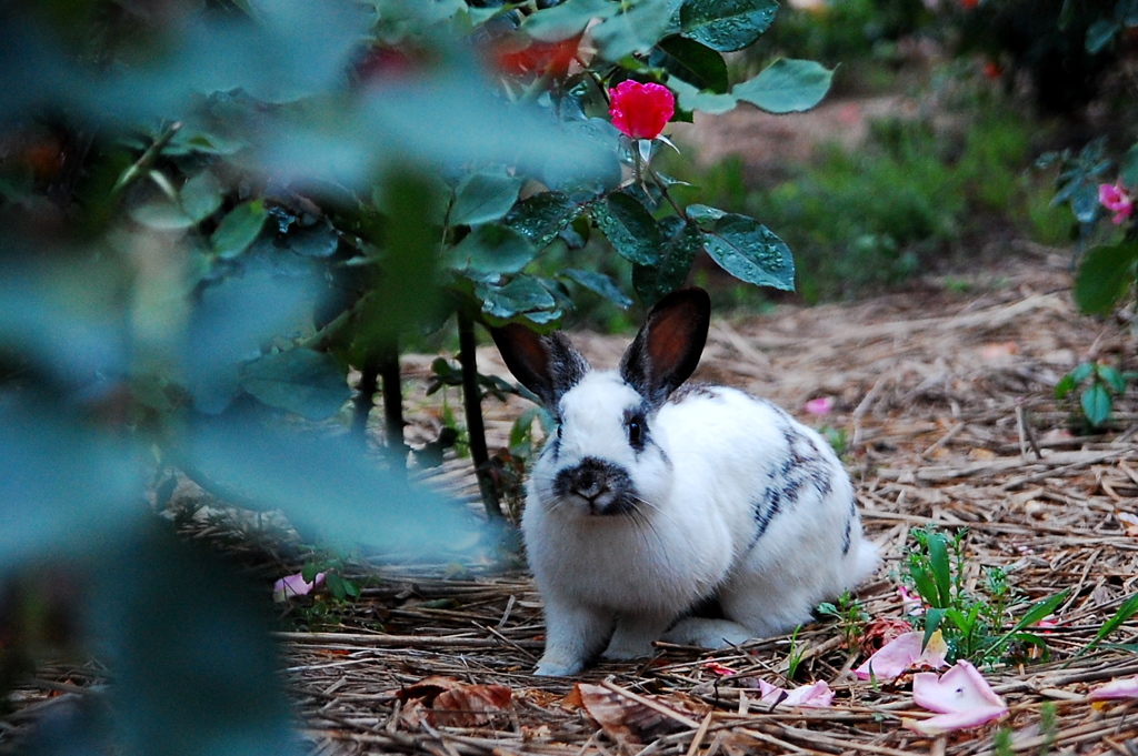 ウサギちゃん