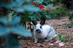 ウサギちゃん