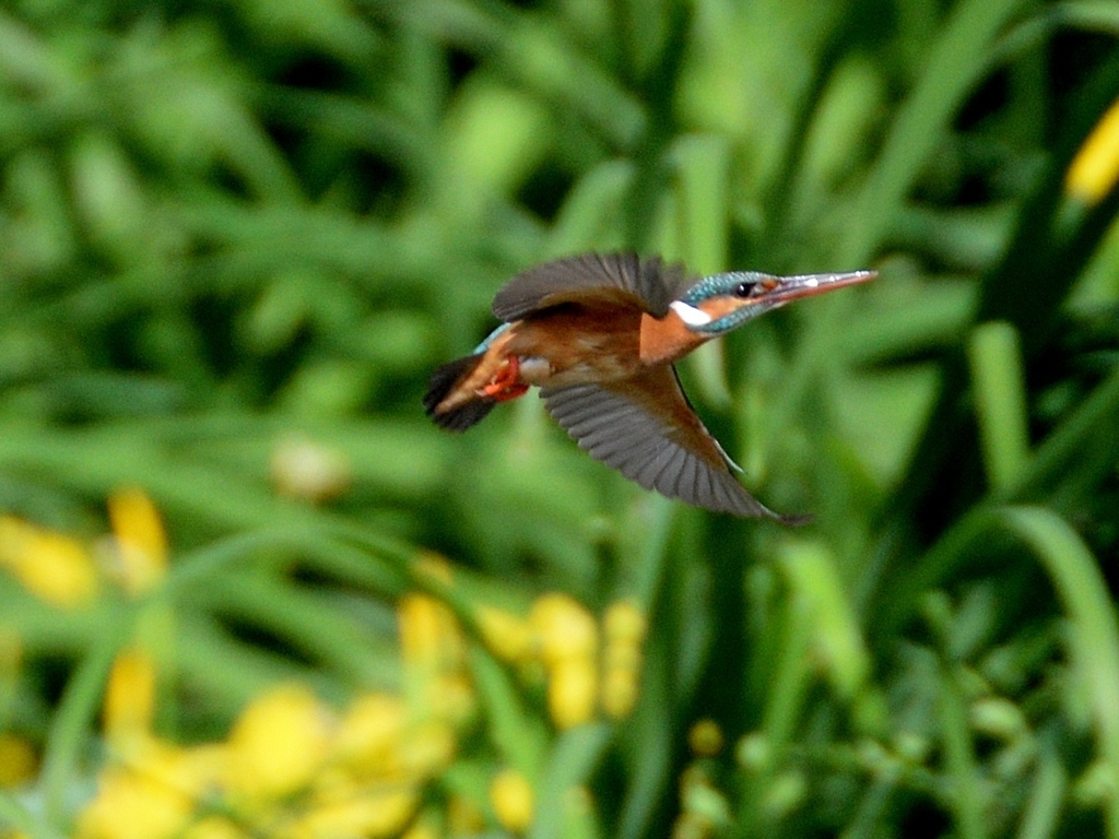 DSC_8518