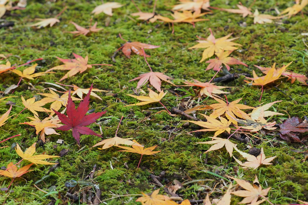 苔もみじ