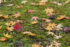 苔もみじ