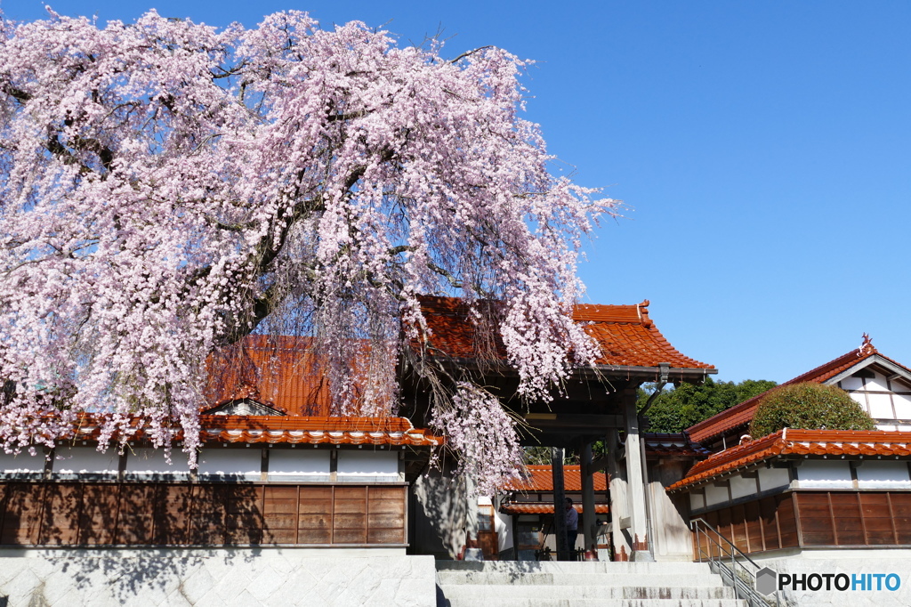 極楽寺・枝垂れ桜②