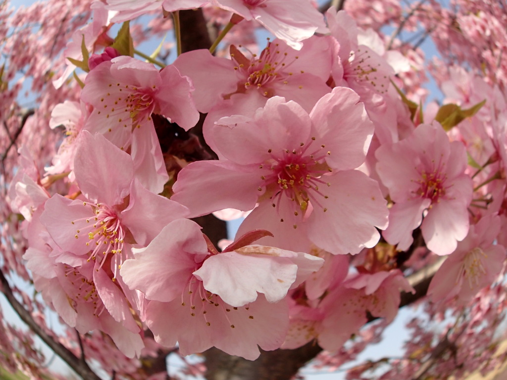 河津桜・フィッシュアイ