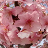 河津桜・フィッシュアイ