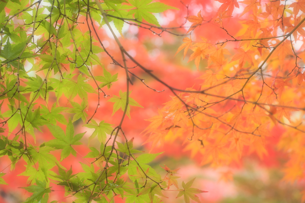 紅葉８