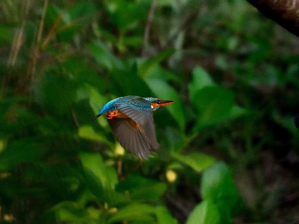 DSC_4729