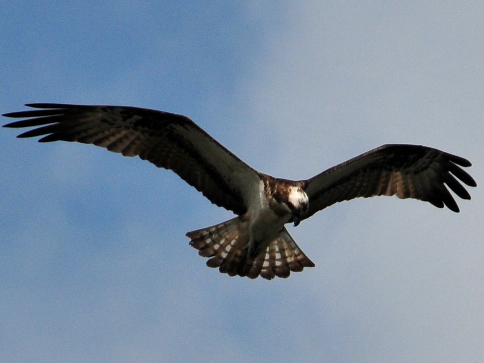 D3S_9918