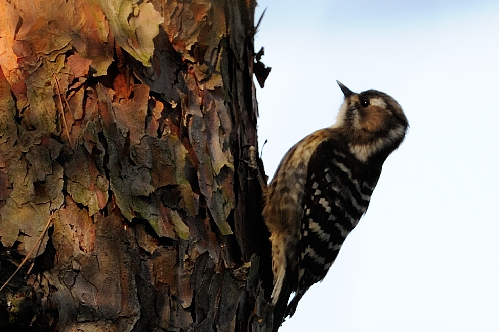 落ち着きないなぁ～～①