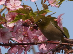 メジロ&河津桜