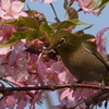 メジロ&河津桜