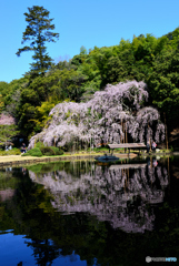 曹源寺枝垂桜