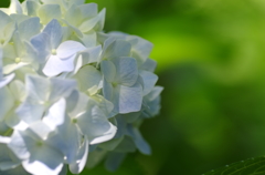 安養寺・紫陽花②