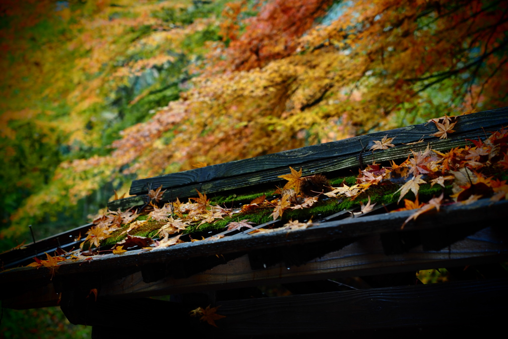 屋根もみじと苔