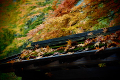 屋根もみじと苔