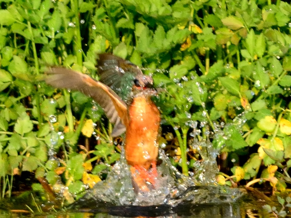 DSC_4703