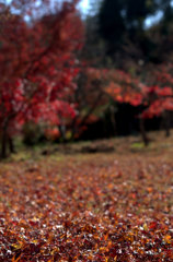 龍泉寺・紅葉2
