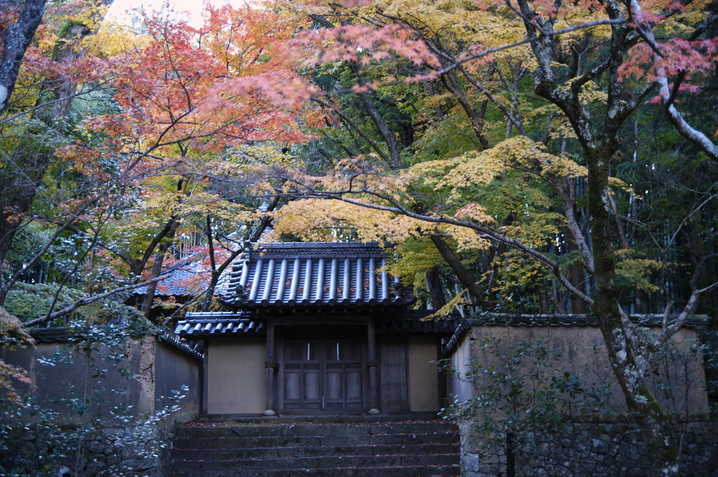 宝福寺・紅葉２