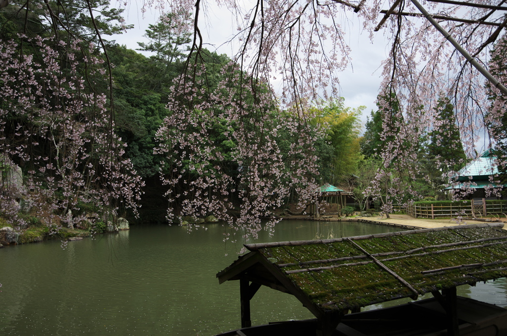 曹源寺②