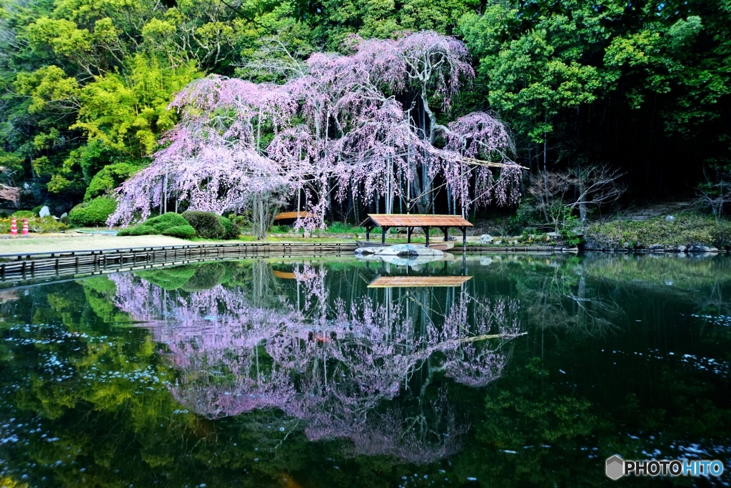 枝垂れ桜