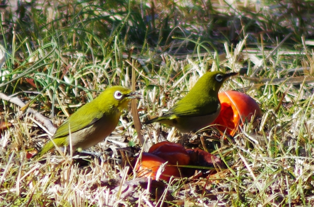 いっぱい落として！！