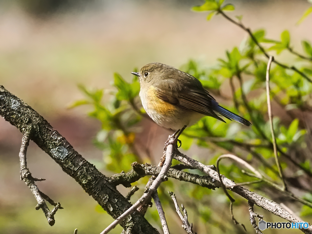 ルリビタキ♀