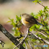 ルリビタキ♀