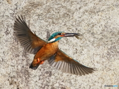 確保