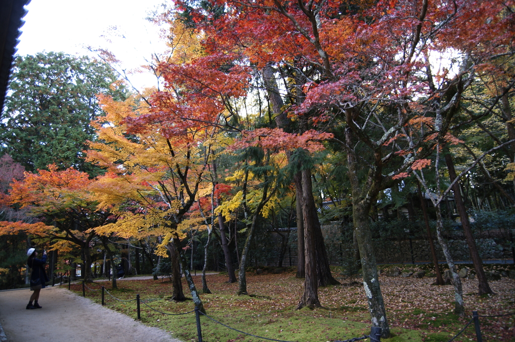 宝福寺・紅葉１