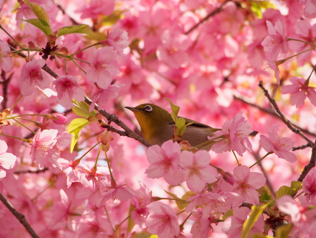 メジロと河津桜④