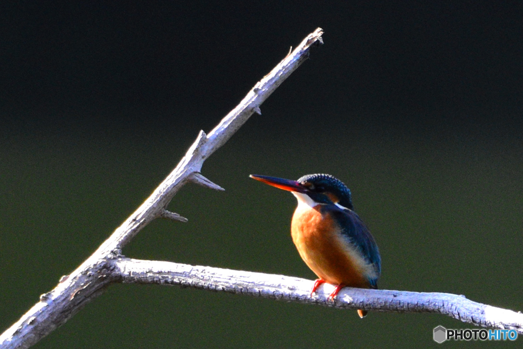 久しぶり・・・
