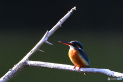 久しぶり・・・