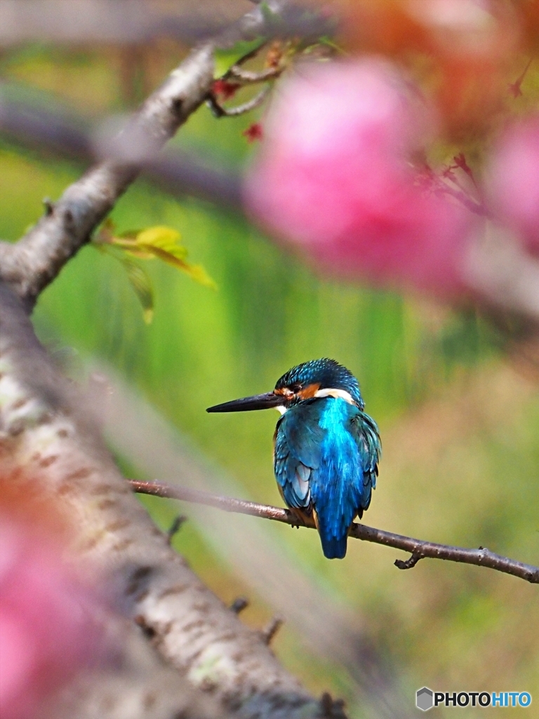 カワ君八重桜