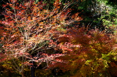 龍泉寺・紅葉4