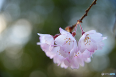 枝垂れ桜③