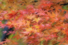 紅葉７