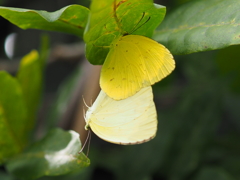 P9120345