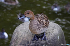 お立ち台・・・^^