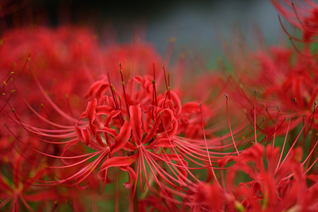 彼岸花１