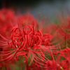 彼岸花１