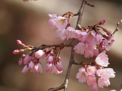 枝垂桜③