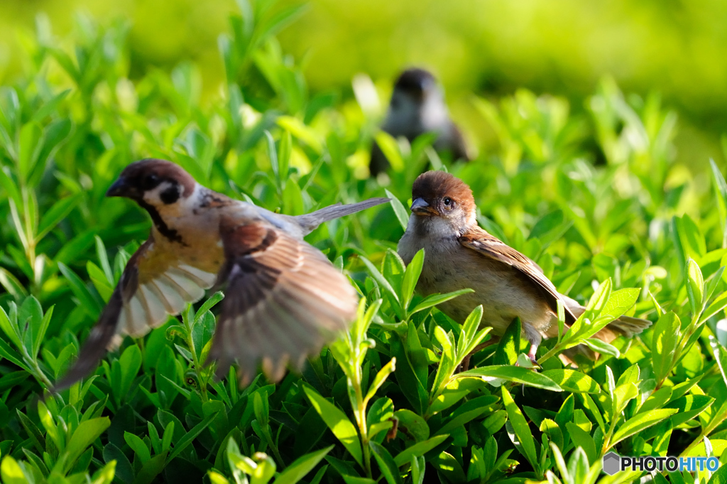 先に行くよっ！