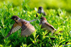 先に行くよっ！